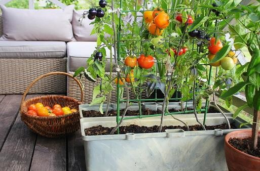 10 Business Ideas for Housewives In 2022 fruit